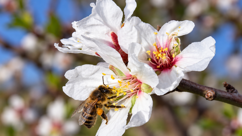 Abeja en flor de almendro