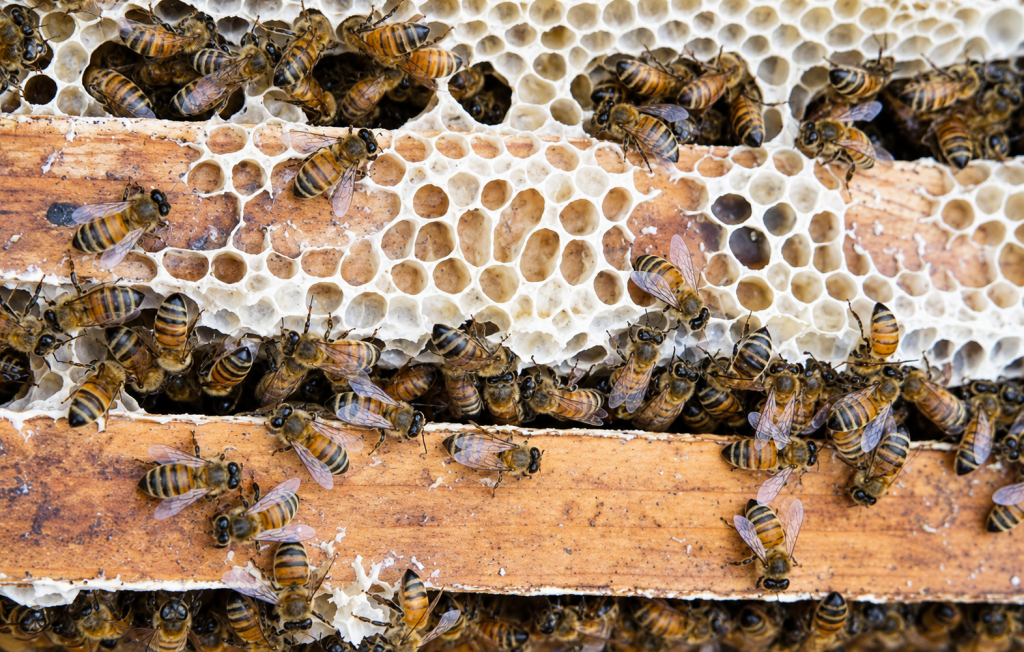 Cuadro con cera de abejas